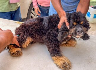 Llevó Gobierno de Carlos Peña Ortiz atención veterinaria al Refugio Huellitas de Camila