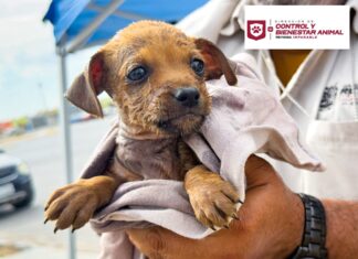 Rescató Gobierno de Carlos Peña Ortiz a cachorrito atrapado en una alcantarilla