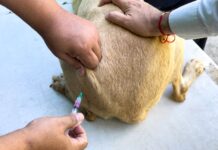 Realizó Gobierno de Carlos Peña Ortiz Brigada Médica Patitas Seguras en tu Refugio