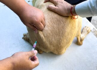 Realizó Gobierno de Carlos Peña Ortiz Brigada Médica Patitas Seguras en tu Refugio