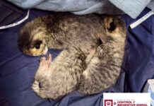 Rescató Control y Bienestar Animal de Reynosa a felinos abandonados
