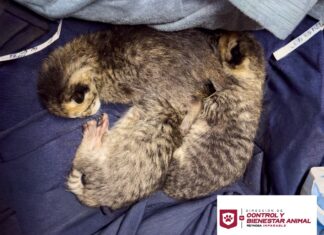 Rescató Control y Bienestar Animal de Reynosa a felinos abandonados