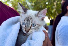 Benefició Brigada Médica Patitas Seguras a San Valentín, apoya Gobierno de Carlos Peña Ortiz bienestar de los animales