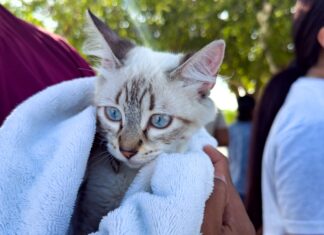 Benefició Brigada Médica Patitas Seguras a San Valentín, apoya Gobierno de Carlos Peña Ortiz bienestar de los animales
