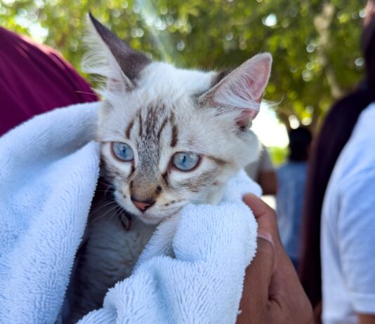 Benefició Brigada Médica Patitas Seguras a San Valentín, apoya Gobierno de Carlos Peña Ortiz bienestar de los animales