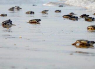 Mantienen acciones de conservación de tortuga lora durante la recta final de la temporada