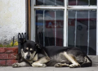 Alertan en Zacatecas por casos de gusano barrenador en perros: suman 10 casos