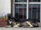 Alertan en Zacatecas por casos de gusano barrenador en perros: suman 10 casos