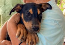 Benefician brigadas veterinarias gratuitas «Patitas Seguras en tu Refugio» a mascotas