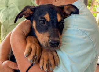 Benefician brigadas veterinarias gratuitas «Patitas Seguras en tu Refugio» a mascotas