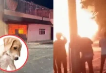 Mueren 14 perritos en incendio: cuete de fiestas patrias cayó en su casa y provocó el siniestro; sólo un lomito sobrevivió