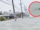 Captan a un tiburón nadando en calles de Nueva Jersey tras fuertes inundaciones