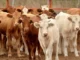 Sonora acumula 55 casos de gusano barrenador; Álamos y Huatabampo los municipios más afectados