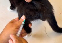 Brindó Gobierno de Carlos Peña Ortiz atención veterinaria en la colonia Almaguer