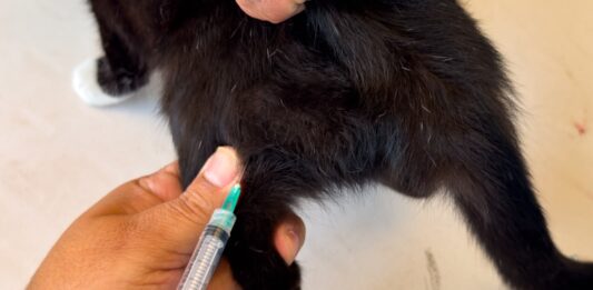 Brindó Gobierno de Carlos Peña Ortiz atención veterinaria en la colonia Almaguer