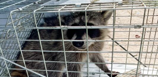 Libera Dirección de Bienestar Animal mapache en su hábitat natural