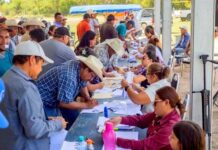 Abren ventanilla de apoyo para productores de sorgo y trigo