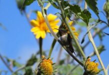 Protege Tamaulipas rutas naturales del colibrí de garganta rubí