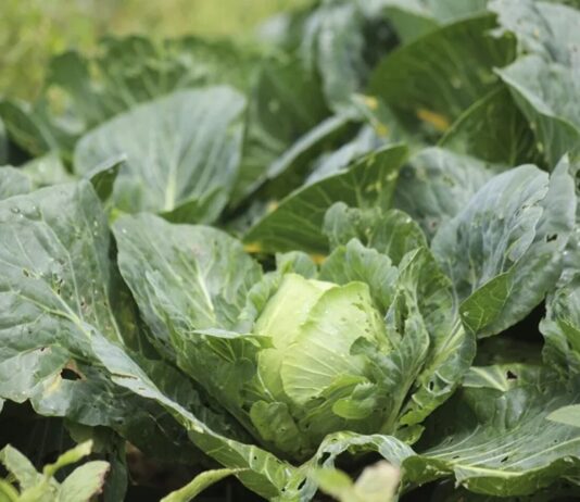 FDA vincula brote de ciclosporiasis en EU con lechuga importada de México
