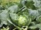 FDA vincula brote de ciclosporiasis en EU con lechuga importada de México