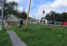 Realiza Servicios Públicos Municipales limpieza de área verde en la colonia Tamaulipas