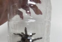 Liberó Control y Bienestar Animal una tarántula en su hábitat natural
