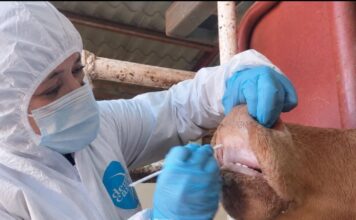 Descarta Senasica fiebre aftosa en becerro inspeccionado en Sonora