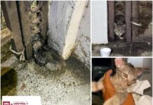 Liberó Control y Bienestar Animal a felino atrapado en Las Fuentes