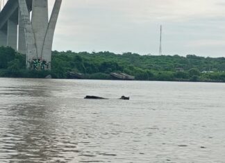 Permanente monitoreo del río Pánuco, cuyo nivel actual es de 3.82 metros