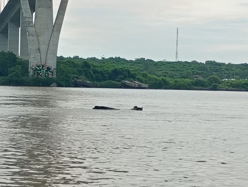 nivel rio panuco